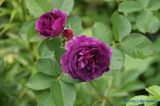 comp_DSC05293.webp