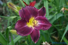 comp_DSC05287.webp