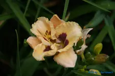 comp_DSC05288.webp