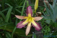 comp_DSC05289.webp