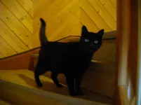 IMGP3611.webp