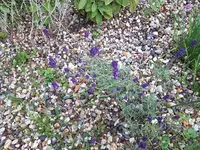 Echter Lavendel.webp