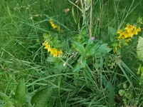 Gelbe Blume.jpg
