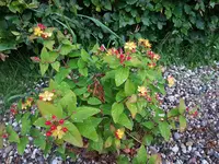 Hypericum.jpg