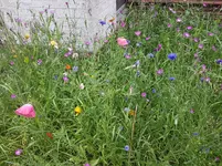 Kornfeld.webp
