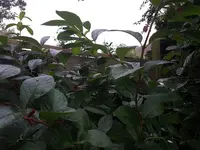 Lonicera.webp