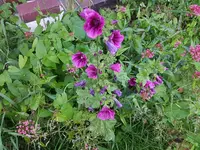 Malve oder Stockrose.webp
