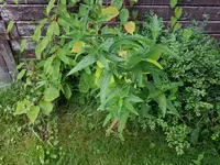 PHOTO_20160630_203328.webp