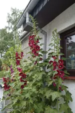 _DSC0686.webp