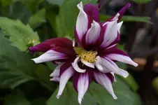 _DSC0687.webp