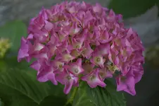 _DSC0682.webp