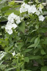 _DSC0677.webp