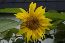_DSC0663.webp