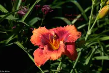 IMG_2197-2.webp