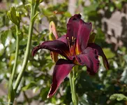 IMG_2198-2.webp