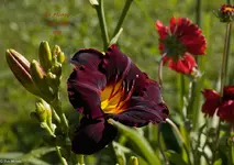 IMG_2200-2.webp