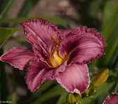 IMG_2224-3.webp