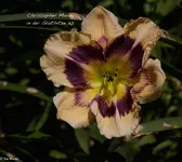 IMG_2228-2.webp