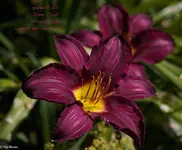 IMG_2229-2.webp