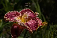 IMG_2232-2.webp