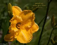 IMG_2234.webp