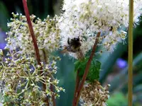 DSCN6543.webp