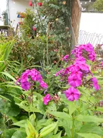 DSCN4215.webp