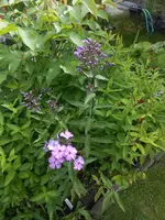 DSCN4213.webp