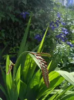 DSCN4230.webp