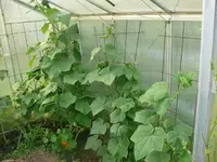 k-P1110818.webp