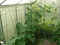 k-P1110819.webp