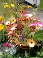 Mittagsblume Juni.webp