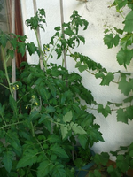 k-P1110835.webp