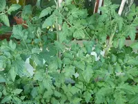 k-P1110836.webp