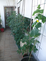 k-P1110838.webp