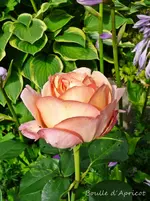 P1120350.webp