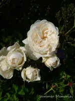 P1120360.webp