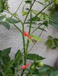 IMG_20160701_210734.jpg