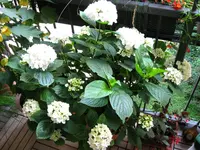 IMG_6046.webp