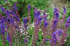 blue (78).webp