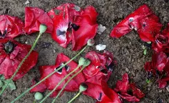 red (84).webp