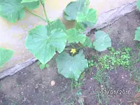 Gurke (3).webp
