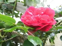Bilda1454.webp