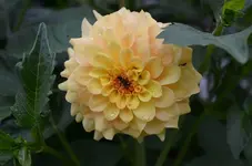 Dahlien1.webp