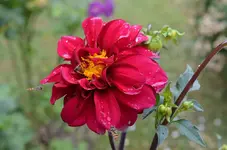 Dahlien2.webp