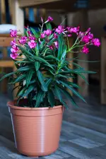 _MG_1737.webp