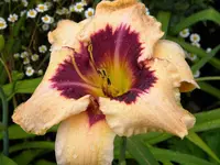 DSCN6551.webp
