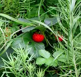 ErdbeerinLeinkraut.webp