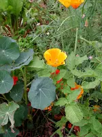 Goldmohnkresse.webp