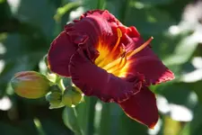 Beyond Eden.webp